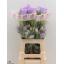product/img.floraplaza.nl/20880-70-LIVE_fotos-0xF928A0AC5C5CB86E9F8EDECAD7CC947C44D680C5.jpg