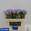 product/img.floraplaza.nl/20880-70-LIVE_fotos-0xF9EA726A804C1F05C9B0D8E66F3E04436B007AE3.jpg
