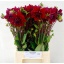 product/img.floraplaza.nl/20901-50-LIVE_fotos-0x324A6EA83B58184937F1DEDF04C657A7BC61086C.jpg