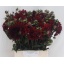 product/img.floraplaza.nl/20901-50-LIVE_fotos-0x40F8D7FE32E8C59E10BA8AE52D2EE57BB51CC7F9.jpg