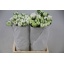 product/img.floraplaza.nl/20941-ASSORTI_fotos-MVA-Ranunculus elegance white.JPG