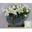 product/img.floraplaza.nl/20941-LIVE_fotos-0x1706A8A1F21A180435F11310A406272905A1BE63.jpg