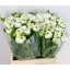 product/img.floraplaza.nl/20941-LIVE_fotos-0x4913734F68E7F73A6CD9738E8855DE2C3313F1CC.jpg