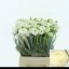 product/img.floraplaza.nl/20941-LIVE_fotos-0x6EFEEC4C90A7A059C2B5C249F030C61646D27ADD.jpg