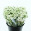 product/img.floraplaza.nl/20941-LIVE_fotos-0xF27ACECA05A3D1642D195BAC2DAFE674EA878A20.jpg