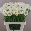 product/img.floraplaza.nl/211-60-LIVE_fotos-0x5464DD6F9463963DBAA9073A4AC5A06C6895260D.jpg