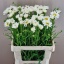 product/img.floraplaza.nl/211-60-LIVE_fotos-0xB806FA0DFEFDC809D3B906F5DB901D99CDB3856D.jpg