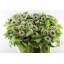 product/img.floraplaza.nl/2128-70-LIVE_fotos-0x7276F97EFDCCBD120ADE41E167A7C110A9C84FB7.jpg
