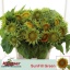 product/img.floraplaza.nl/2128-80-LIVE_fotos-0x95926D1B78DA03F8A3CE7DEB70CF00915C898DCE.jpg