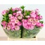 product/img.floraplaza.nl/21603-LIVE_fotos-0x0B19A0A63CF7750A88D45F49F5EB065FE46AF051.jpg