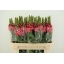 product/img.floraplaza.nl/21900-75-LIVE_fotos-0x83C9811CFB0516C44E14993774F6378D30F6BD2C.jpg