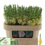 product/img.floraplaza.nl/21982-75-LIVE_fotos-0xF138994408F6514E8A93A11FCEF8D9FFF80CBAD6.jpg