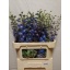 product/img.floraplaza.nl/22024-80-LIVE_fotos-0x4BEB4C7C112BDB09D2606FC2F5901D7C2097302D.jpg