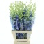 product/img.floraplaza.nl/22024-80-LIVE_fotos-0x76394CB455BB2720220F5E5CA071F2F4886D23C4.jpg