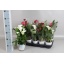 product/img.floraplaza.nl/22050-12-LIVE_fotos-0xAFC2072D368E189820AD0DD845BCBC1117AAF923.jpg