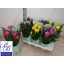 product/img.floraplaza.nl/22050-14MIX-LIVE_fotos-0xDA9FDC53923F7FB6FE6C775B06B00D4D7A6DB50C.jpg