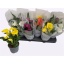 product/img.floraplaza.nl/22050-510-LIVE_fotos-0x5367120575914CB6B8F982882EE95A038FC49CBB.jpg
