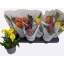 product/img.floraplaza.nl/22050-510-LIVE_fotos-0x5A6A2F9A90A556443582E11A002EC1A7CCB5D8CE.jpg