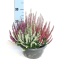 product/img.floraplaza.nl/22298-20-LIVE_fotos-0xB078438441F495C3BF31AECDF5138B020F61A7FC.jpg