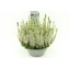 product/img.floraplaza.nl/22298-23-LIVE_fotos-0x0CAA44DDD4AEAEE7164588098E8D518C3DE64EAB.jpg