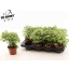 product/img.floraplaza.nl/22379-12-LIVE_fotos-0x1DBB822F1708C7AA33EE0BD2EFAFA7FC1227B765.jpg