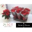 product/img.floraplaza.nl/22618-14-LIVE_fotos-0xE71B4D4A0C75B787E788C775D3FE230C69C878E3.jpg
