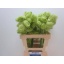 product/img.floraplaza.nl/22652-50-LIVE_fotos-0x7C1E31D683DFE03D6F9E6EFA939D99970CE86AD8.jpg
