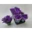 product/img.floraplaza.nl/22731-510-LIVE_fotos-0x11D4C47CB9B1249338A98EC0449685118FD7ECE8.jpg