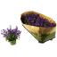 product/img.floraplaza.nl/22731-510-LIVE_fotos-0x28B53FB26A445F564F4BA1C0BC5F6376718EFA86.jpg