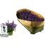product/img.floraplaza.nl/22731-510-LIVE_fotos-0x43A6D551B22A1C17A8235EA10760494396355940.jpg