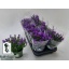 product/img.floraplaza.nl/22731-510-LIVE_fotos-0x807A61B64E26CC661713B38DAFFAC9E7469B76FF.jpg