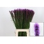 product/img.floraplaza.nl/2306-70-LIVE_fotos-0x99E6BDDA43495B125607A922ACD55A9C2CDF51D7.jpg