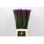 product/img.floraplaza.nl/2306-70-LIVE_fotos-0xB408C0EFDC2F53780C43889AEEF57C3CF16ABAD8.jpg