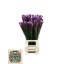 product/img.floraplaza.nl/2307-80-LIVE_fotos-0x244DCBEAD4ABBF2E9EDCFAF2F9A29199A9905820.jpg