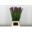 product/img.floraplaza.nl/2307-80-LIVE_fotos-0x85EE8A8C4A3EE3F3D1DBE8AF8640080C520C0285.jpg