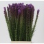 product/img.floraplaza.nl/2307-80-LIVE_fotos-0xF9E5F46BF56AF3482EECDD98C5BCE5A0F50660A4.jpg