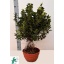 product/img.floraplaza.nl/23079-27-LIVE_fotos-0xC8883F25A6B72CCAEB4FB025F36331ADDFDF6CC8.jpg