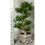 product/img.floraplaza.nl/23079-35-LIVE_fotos-0xAF0D17AD2CBA148BCFC3617B69CA95D7881B535F.jpg