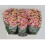 product/img.floraplaza.nl/23102-55-LIVE_fotos-0xEA707ABE0100FBE38D72C4E6010A2B5AFABC5A07.jpg