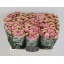 product/img.floraplaza.nl/23102-55-LIVE_fotos-0xFBC4717DBEFEC0B9A8A93E8B3F6C9B3F46BE9428.jpg