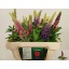 product/img.floraplaza.nl/2314-50-LIVE_fotos-0x9DB6E36413B8B0C7DECE982634DF0E7788D720B4.jpg