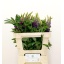 product/img.floraplaza.nl/2314-60-LIVE_fotos-0x7588BEB89FDD75B2A323CECF0E91D4677D0FAD17.jpg