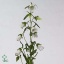 product/img.floraplaza.nl/23219-60-ART_Fotos-VBN-vbn23219.jpg product/img.floraplaza.nl/23219-60-ART_Fotos-VBN-vbn23219.jpg