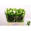 product/img.floraplaza.nl/23219-60-LIVE_fotos-0x6EF319D1D8BABFE46861C659B51E82640E80BA7C.jpg