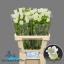 product/img.floraplaza.nl/23219-60-LIVE_fotos-0xB0B19DAB31FCF4733B62EA6810B30586392F98B4.jpg
