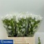 product/img.floraplaza.nl/23219-60-LIVE_fotos-0xDE1CCB9C42A4D26773ED1A210B100E6A53EC2F30.jpg