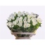 product/img.floraplaza.nl/23219-60-LIVE_fotos-0xE58A04FD1FFE3595B81F9DDEE5FE6F5667C6A511.jpg