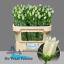 product/img.floraplaza.nl/23219-65-LIVE_fotos-0x4244CB34E0902BA2BA470963294731AD3E081940.jpg