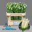 product/img.floraplaza.nl/23219-65-LIVE_fotos-0x8BD71A58BDE3FA519F35F8EA8A2C1FA29E2E8D30.jpg
