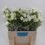 product/img.floraplaza.nl/23219-65-LIVE_fotos-0xCDAF961B1C6C5D95005838720BA2301F355ACE01.jpg